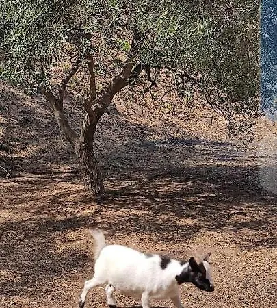 Tenda Etna Into The Wilde * Montargano